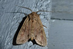 Ichneutica averilla