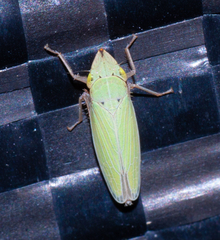 Draeculacephala balli