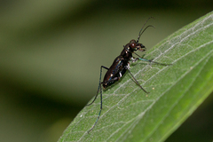 Odontocheila