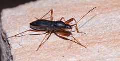 Cnemodus mavortius
