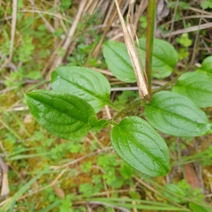 Hackelia latifolia