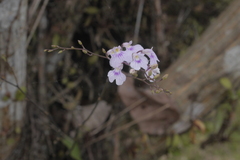 Ionopsis utricularioides