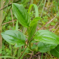 Hackelia latifolia