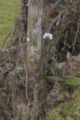 Ionopsis utricularioides