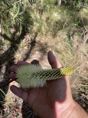 Xanthorrhoea macronema
