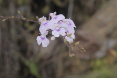 Ionopsis utricularioides