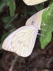 Ascia monuste monuste