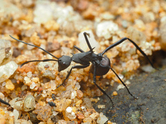 Polyrhachis abdominalis