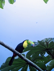 Ramphastos sulfuratus