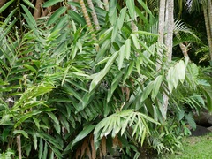 Alpinia elegans
