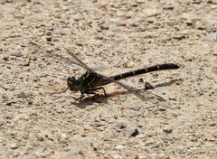 Hemigomphus theischingeri