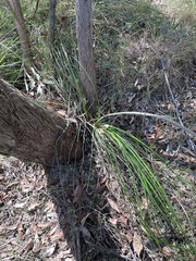 Xanthorrhoea macronema