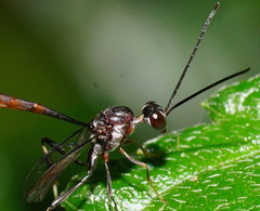 Gasteruption albicuspis