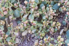 Euphorbia simulans