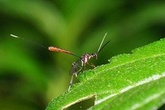 Gasteruption albicuspis