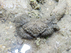 Pilumnus vespertilio