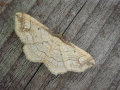 Laciniodes denigrata