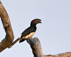 Bycanistes bucinator