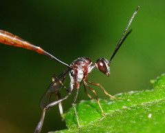 Gasteruption albicuspis