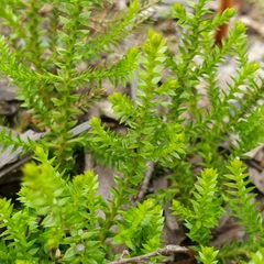 Selaginella uliginosa