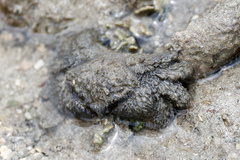 Pilumnus vespertilio