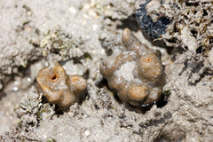 Porifera