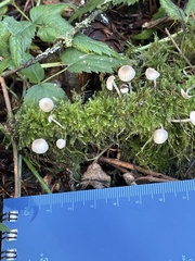 Mycena abramsii