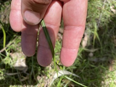 Tricoryne anceps