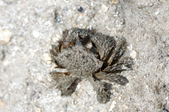 Pilumnus vespertilio