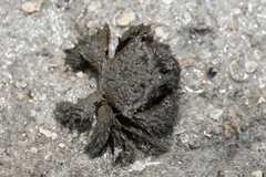 Pilumnus vespertilio