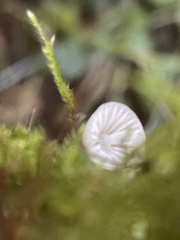 Mycena abramsii