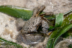 Pilumnus vespertilio