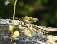 Apalis ruddi