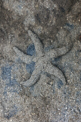 Archaster