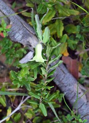 Billardiera mutabilis