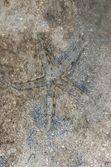 Archaster