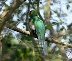Apaloderma narina