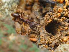 Odontoponera transversa