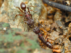 Odontoponera transversa