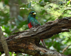 Apaloderma narina