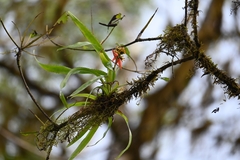 Aechmea mertensii