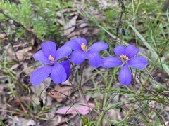 Cheiranthera linearis