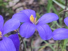 Cheiranthera linearis