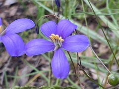 Cheiranthera linearis