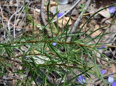 Cheiranthera linearis