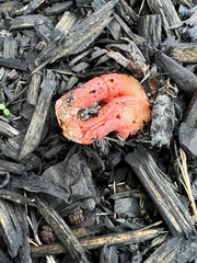 Clathrus columnatus