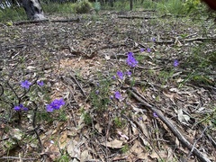 Cheiranthera linearis