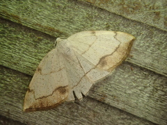 Lomographa simplicior