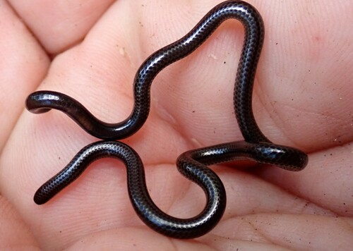 Photo of a San Salvador Blind Snake (Epictia columbi)
