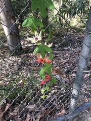Passiflora aurantia